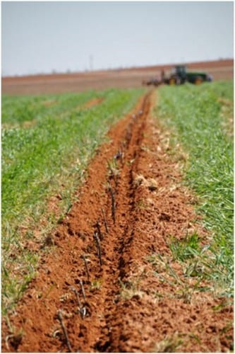 Planting grapes in the rye at Nick’s place
