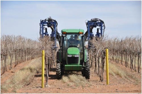 Pruning at Bingham Family Vineyards