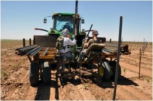 adding t-post to vineyards at Bingham Family Vineyard