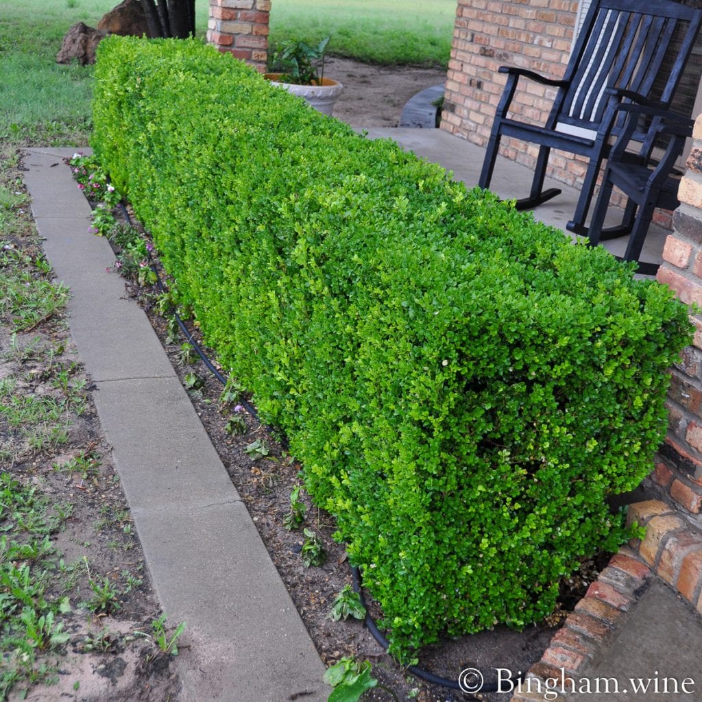 10.07.04_yard.road.water_010.1200.web.1x1 | Bingham Family Vineyards hedge in front of porch