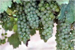 Grapes on the vine at Bingham Family Vineyards