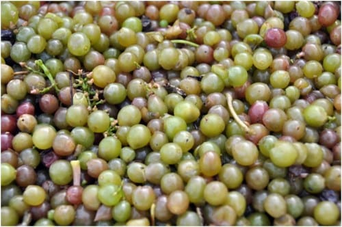 Harvested grapes