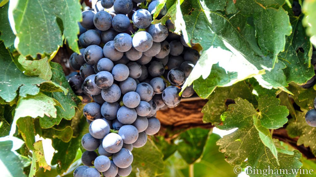 10.08.30_grapes_028-1200-web-16x9 | Bingham Family Vineyards red grapes on the vine bingham family vineyards meadow Texas