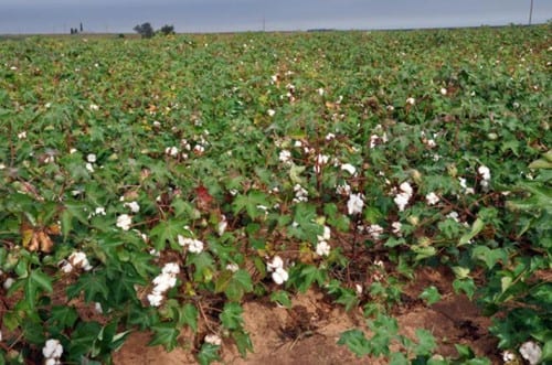 organic cotton Field at Bingham Family Vineyards