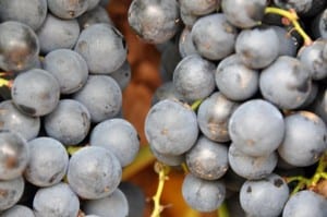Grapes on the vine at Bingham Family Vineyard