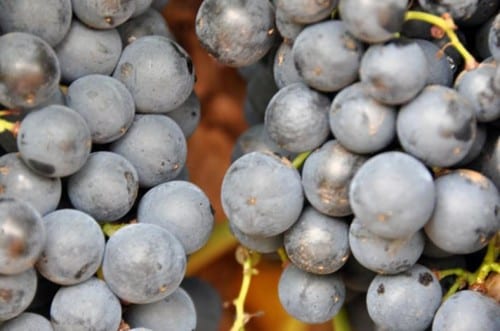Grapes on the vine at Bingham Family Vineyard
