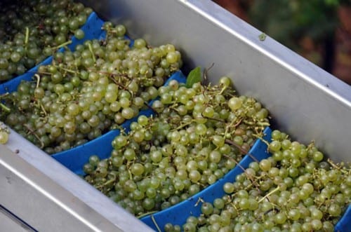 Grape harvest at Bingham Family Vineyards