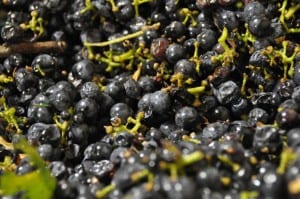 Grape harvest at Bingham Family Vineyards