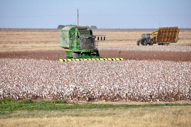 cotton harvester