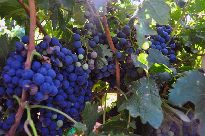 grapes on the vine at Bingham Family Vineyard