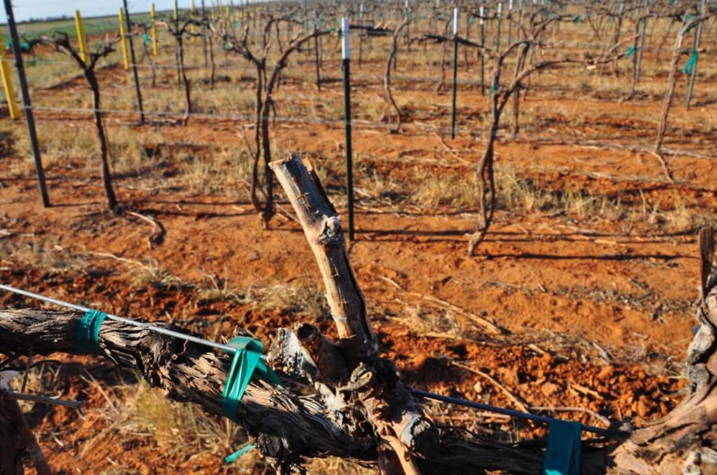 dormient vineyard at Bingham Family Vineyard