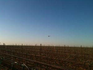 dormient vineyard at Bingham Family Vineyard