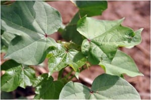 cotton plant