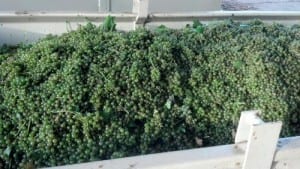harvested grapes