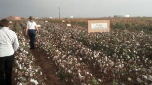 cotton field tour