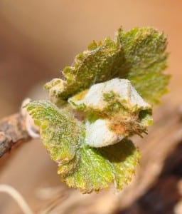 grape bud