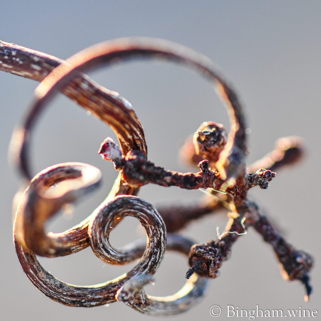 Dried grape vine tendril small grapevine tendrils scrolled