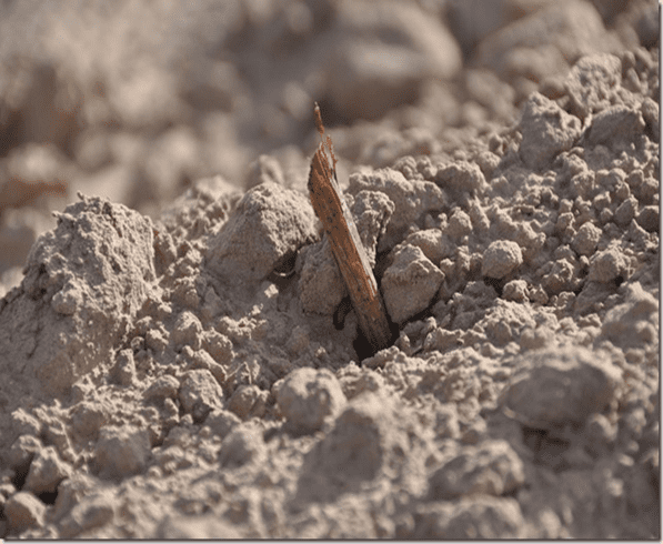 image_thumb.png | Bingham Family Vineyards baby grape plant