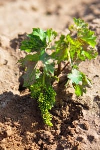 baby grape plant