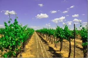 vineyards at Bingham Family Vineyards, Meadow, Texas