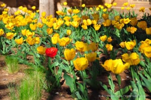 yellow tulips and one red tulips at ttu