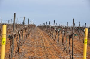 dormant vineyards at Bingham Family Vineyards, Meadow, Texas