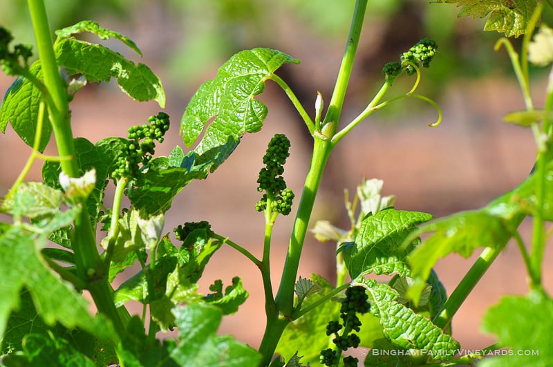 15.04.29_vineyards_018-web | Bingham Family Vineyards 15.04.29_vineyards_018-web
