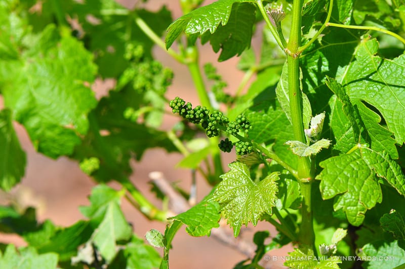 15.04.29_vineyards_020-web | Bingham Family Vineyards 15.04.29_vineyards_020-web
