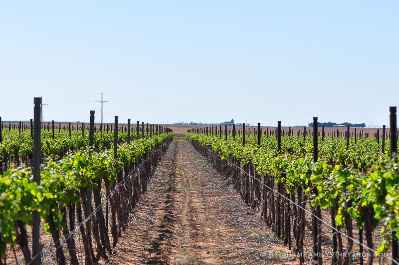 15.04.29_vineyards_033-web | Bingham Family Vineyards 15.04.29_vineyards_033-web