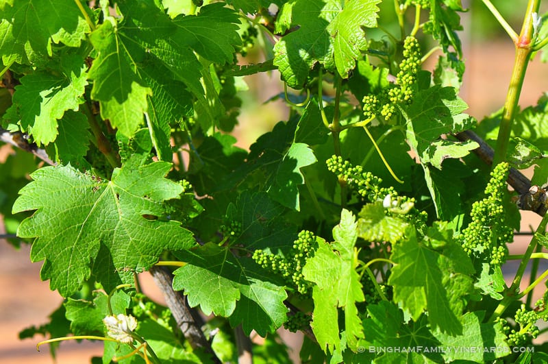 15.04.29_vineyards_045-web | Bingham Family Vineyards 15.04.29_vineyards_045-web