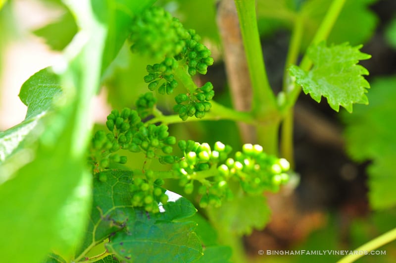 15.04.29_vineyards_050-web | Bingham Family Vineyards 15.04.29_vineyards_050-web