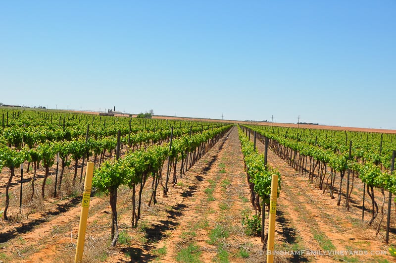 15.04.30_vineyards_054-web | Bingham Family Vineyards 15.04.30_vineyards_054-web