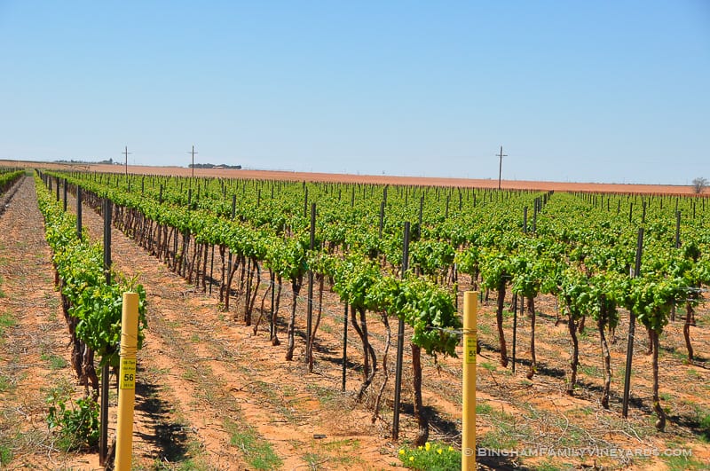 15.04.30_vineyards_057-web | Bingham Family Vineyards 15.04.30_vineyards_057-web