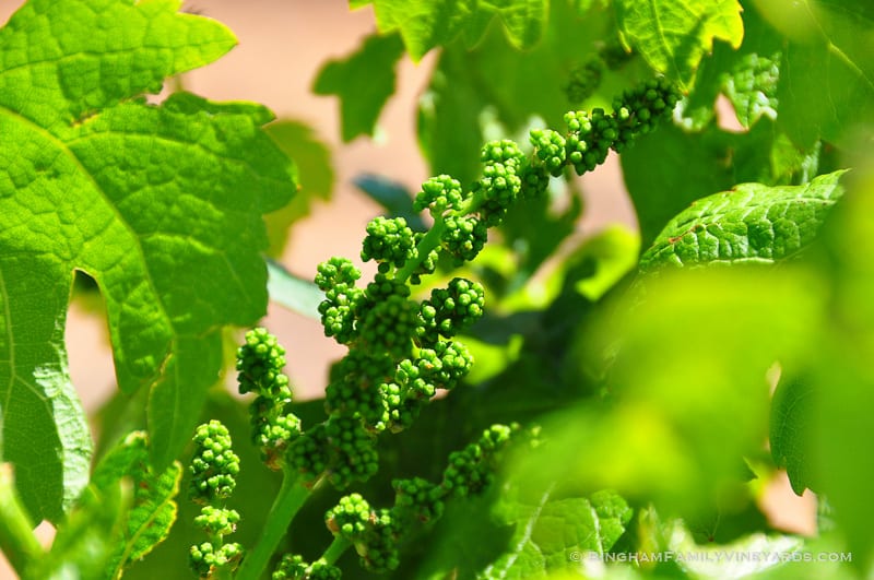 15.04.30_vineyards_068-web | Bingham Family Vineyards 15.04.30_vineyards_068-web