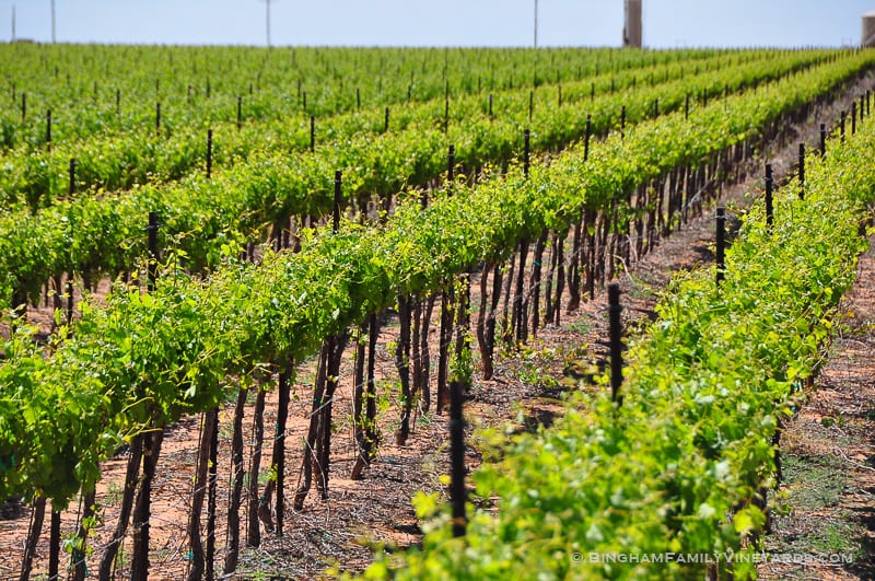 15.04.30_vineyards_072-web | Bingham Family Vineyards 15.04.30_vineyards_072-web