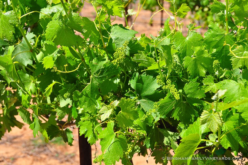 15.04.30_vineyards_081-web | Bingham Family Vineyards 15.04.30_vineyards_081-web