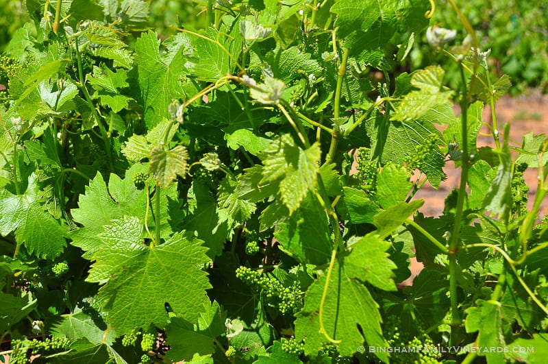 15.04.30_vineyards_083-web | Bingham Family Vineyards 15.04.30_vineyards_083-web