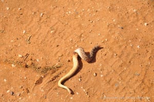 rattlesnake