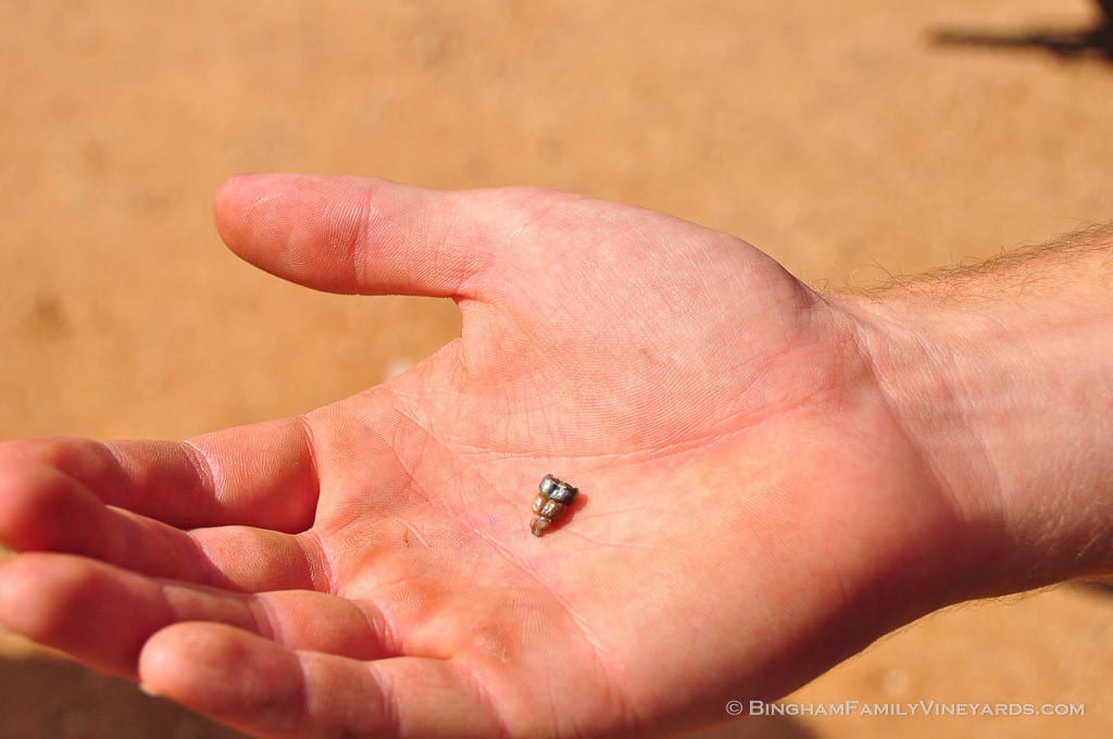 15.06.11_rattlesnake_002-web | Bingham Family Vineyards 15.06.11_rattlesnake_002-web