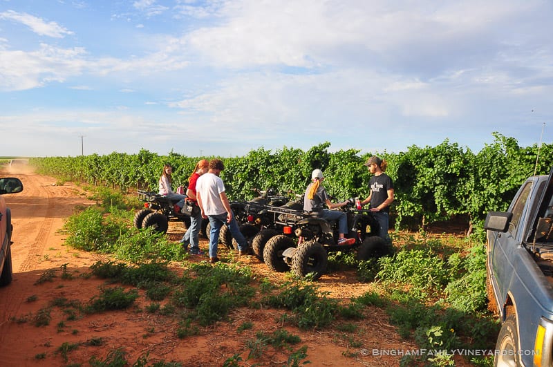 15.07.21_untitled_093-web | Bingham Family Vineyards 15.07.21_untitled_093-web