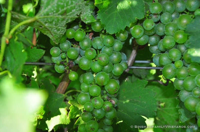 15.07.28_ _072-web | Bingham Family Vineyards 15.07.28_ _072-web