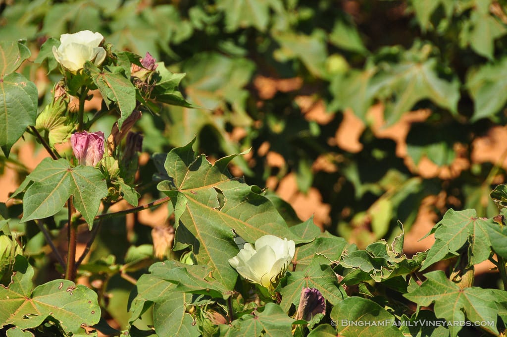 organic cotton