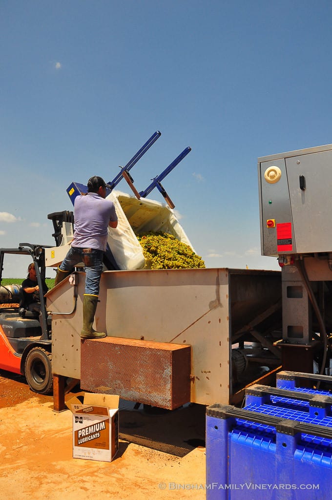 15.08.15_ _203-web | Bingham Family Vineyards grape press in use
