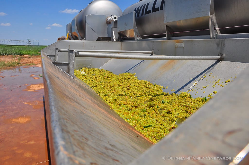 15.08.15_ _211-web | Bingham Family Vineyards 15.08.15_ _211-web