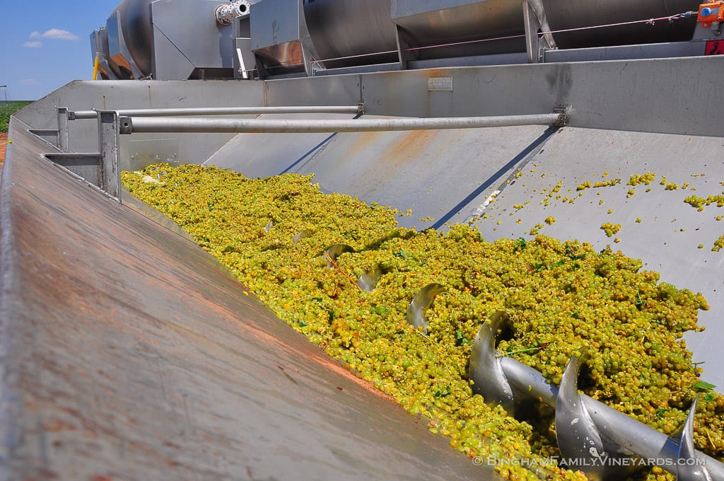 15.08.15_ _213-web | Bingham Family Vineyards 15.08.15_ _213-web
