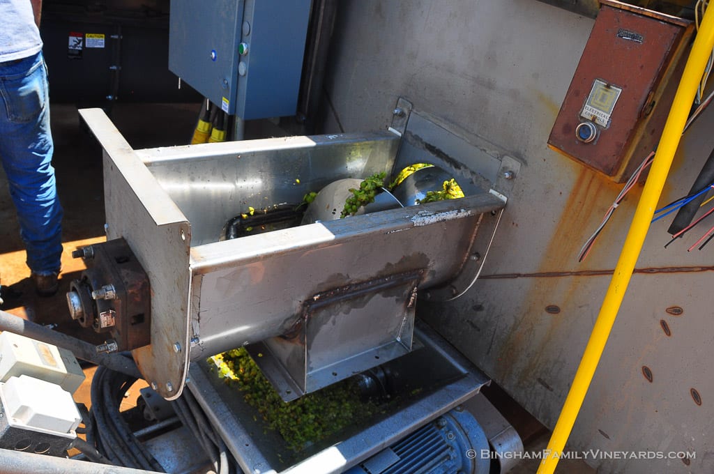 15.08.15_ _214-web | Bingham Family Vineyards 15.08.15_ _214-web