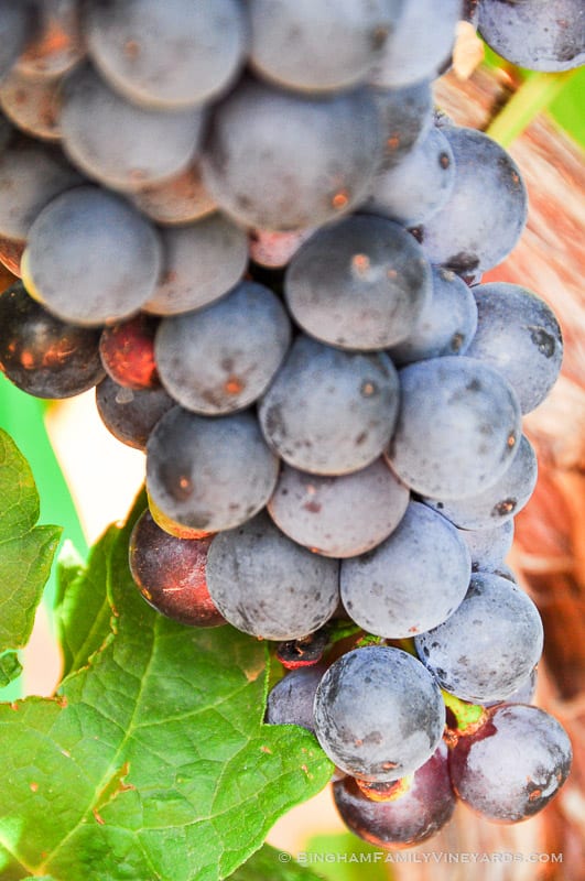 15.08.15_ _247-web | Bingham Family Vineyards 15.08.15_ _247-web