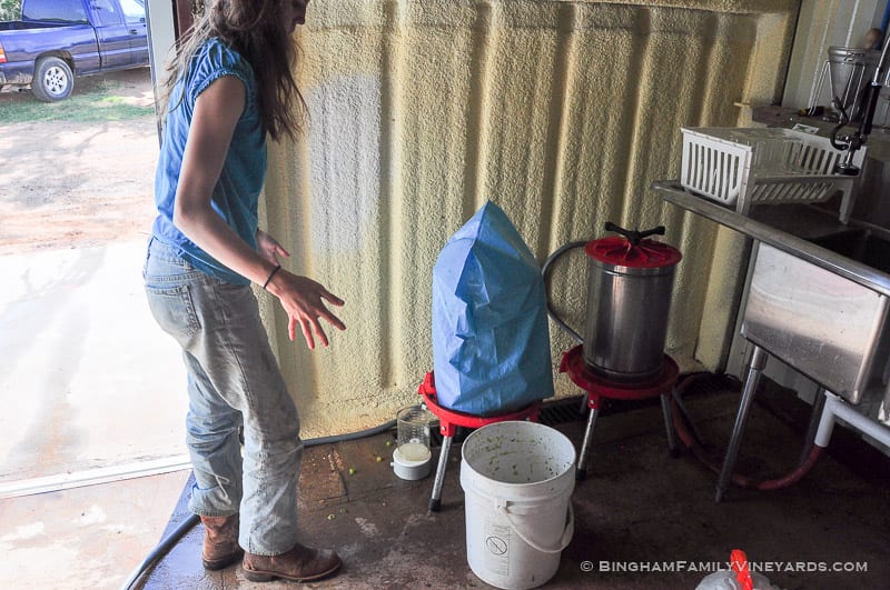 15.08.24_ _098-web | Bingham Family Vineyards 15.08.24_ _098-web