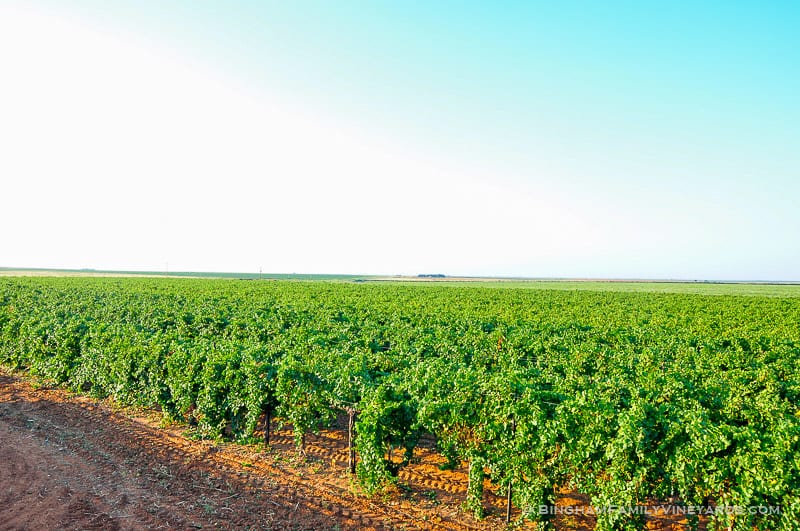 15.09.01_ _075-web | Bingham Family Vineyards vineyard at Bingham family vineyards