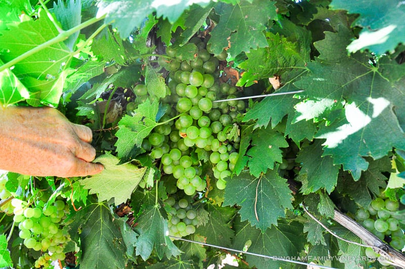 15.09.01_ _099-web | Bingham Family Vineyards 15.09.01_ _099-web